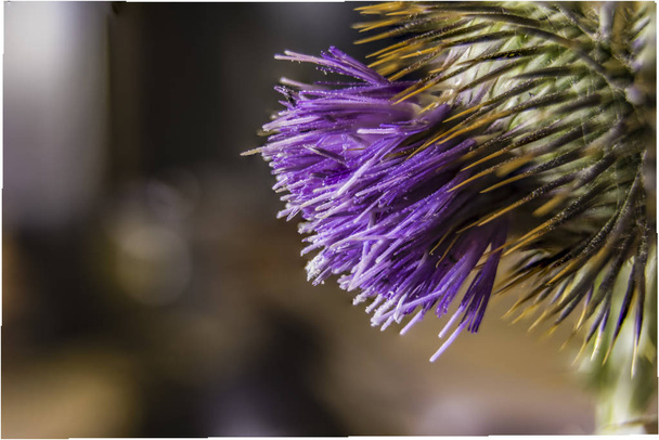 Thistle in front with its flower - Photo, Image