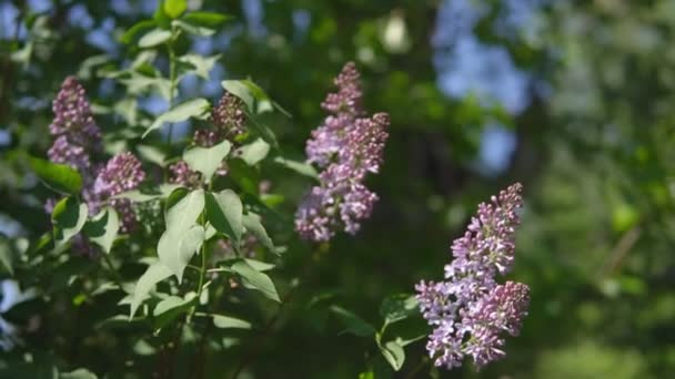 Spring time. Lilac branches during flowering with undecayed buds - Materiał filmowy, wideo