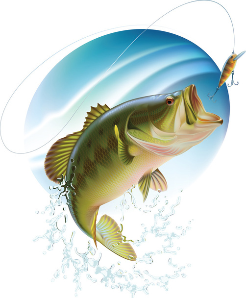 Largemouth bass catching a bite - Vector, Image