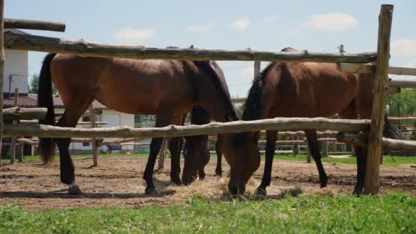 Bruin volbloed paarden in de paddock buitenshuis - Video