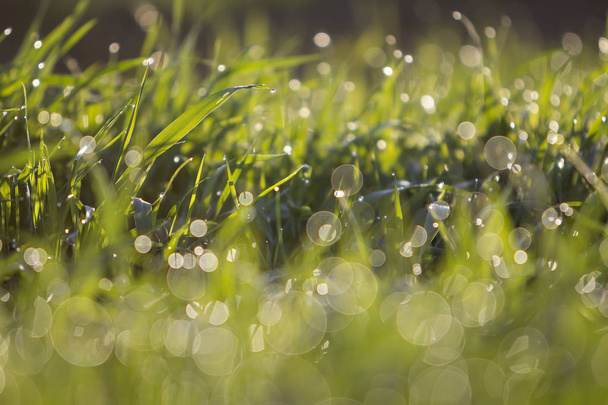 Bliska makro abstrakcyjny obraz oświetlone przez słońce, które ostrza jasne świeże czyste światło zielony trawa rośnie niewyraźne tło bokeh na słoneczny wiosenny lub letni dzień. Piękno przyrody koncepcji. - Zdjęcie, obraz