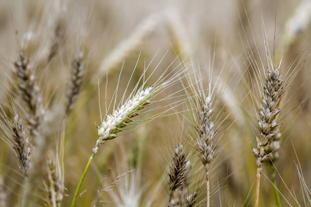 Close-up of warm colored golden yellow ripe focused wheat head on sunny summer day on soft blurred foggy meadow wheat field light brown background. Agriculture, farming and rich harvest concept. - Photo, Image