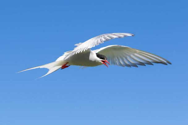 Arctic Tern in a beautiful pose in the sky - Photo, Image