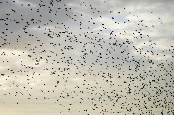 large flying flack of blackbirds thrustle in silhouettes before great autumn migration - Фото, изображение