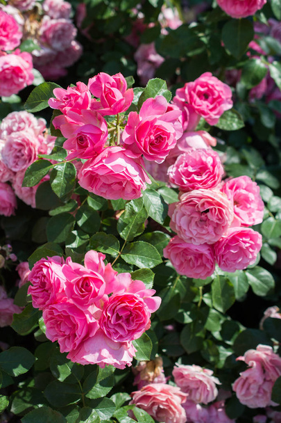 Roses dans la roseraie au printemps
 - Photo, image