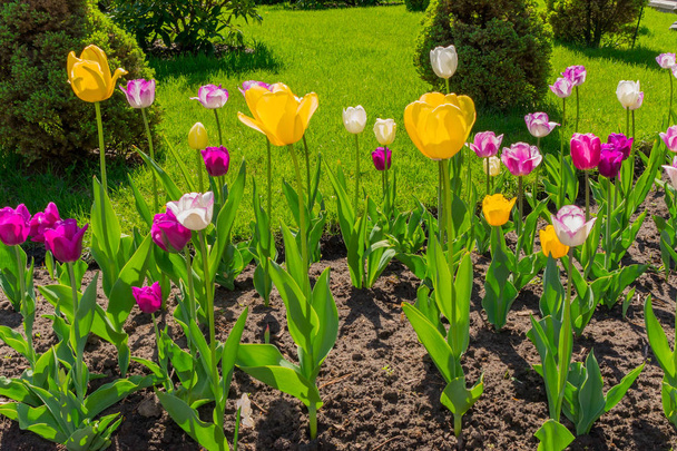 Смешные тюльпаны ярких красок под лучами теплого солнца. Красивые цветы создают позитивное настроение
. - Фото, изображение