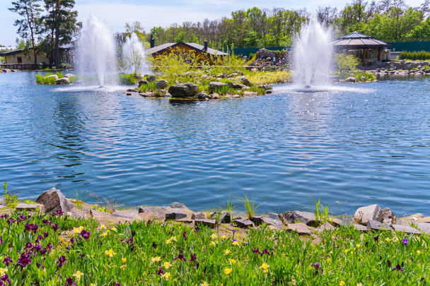 Веселий пейзаж літнього дня з ніжними яскравими кольорами, що ростуть на березі ставка в парку на тлі фонтанів з чистою водою
. - Фото, зображення