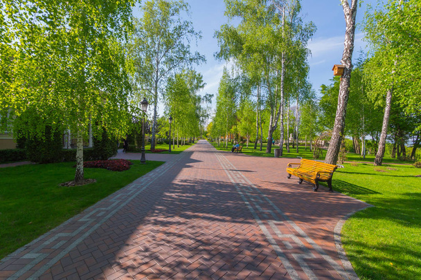 A long alley retreating into the distance in a park with a birch grove a bench with a resting man and a birds eye for birds on a tree. - Photo, Image
