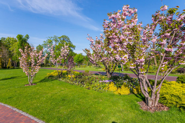 glade of grass in a park with beautiful flowering pink cherries in a sunny day. Mezhyhirya Ukraine - Zdjęcie, obraz