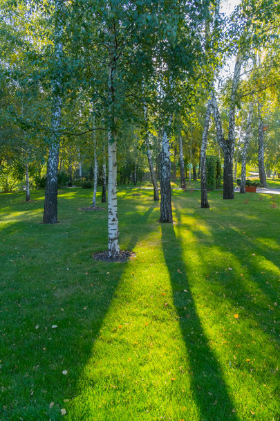 σημύδα άλσος με ένα σύμπλεγμα από μικρούς και μεγάλους δέντρα στο πράσινο γρασίδι μέσω της οποίας ο ήλιος λάμπει - Φωτογραφία, εικόνα