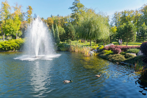 Lake met watervogels eenden en een grote mooie fontein op de achtergrond van de groene park-zone. Mezhigorye, Oekraïne - Foto, afbeelding