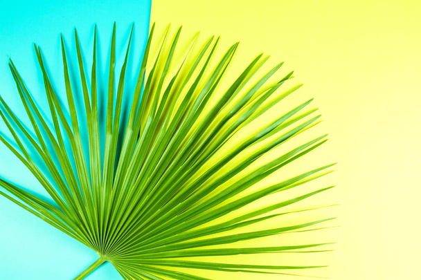 Tropický Palmový list s barevné pozadí. - Fotografie, Obrázek