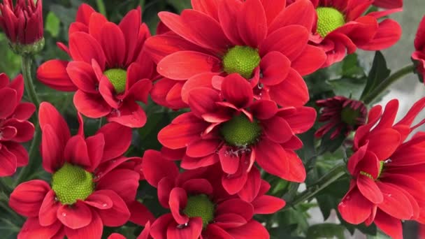 Flores, flores de crisantemo en el jardín
 - Imágenes, Vídeo