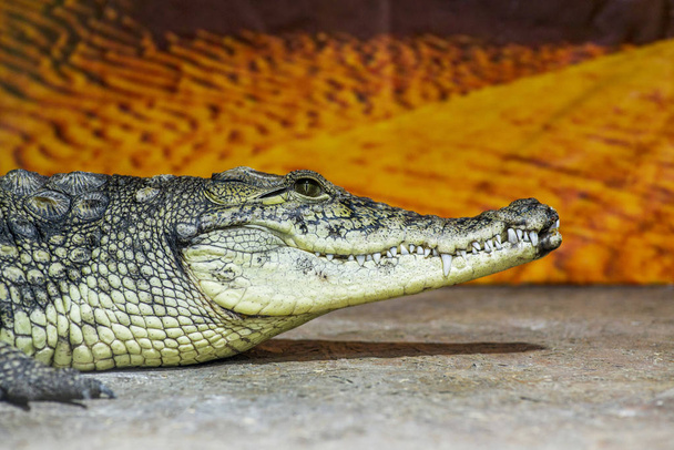 Wildtiere - wildes Reptil Krokodilmaul und Zähne. Krokodilkopf in Profilstütze - Foto, Bild
