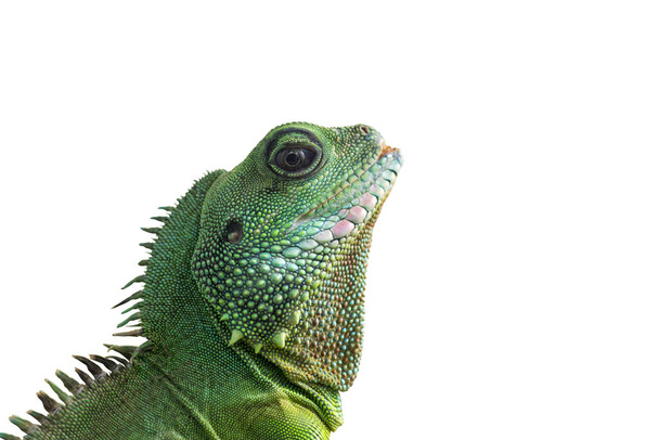 Portrait of big iguana isolated on white background. Close-up of the bearded dragon head on a white background - Photo, Image
