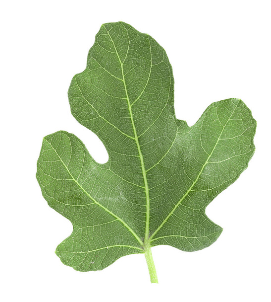 зеленый фиговый лист, выделенный на белом фоне
 - Фото, изображение