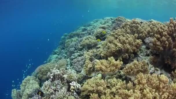 驚くほどのサンゴ礁は、インドネシア ・ Wakatobi 国立公園の暖かい海域で繁栄します。このリモートの熱帯地域は、信じられないほど高い海洋生物の多様性で知られて. - 映像、動画