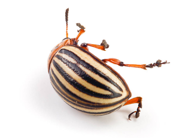 Колорадский картофельный жук на белом фоне
 - Фото, изображение