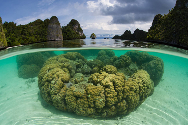 Gyönyörű korallok jól megélnek a meleg víz Raja Ampat területén, Indonézia. Ez távoli, trópusi régióban ismert, mint a szív, a Coral háromszög miatt a hihetetlenül magas tengeri biológiai sokféleség. - Fotó, kép