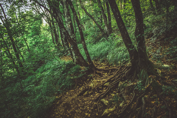 Weicher Fokus Kontrast bunt grün Sommer tief Wald Natur Umwelt Landschaft  - Foto, Bild