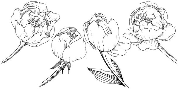 Peonía de flor silvestre en un estilo vectorial aislado. Nombre completo de la planta: peony. Flor vectorial para fondo, textura, patrón de envoltura, marco o borde
. - Vector, Imagen