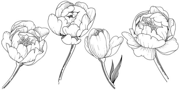 Pivoine de fleurs sauvages dans un style vectoriel isolé. Nom complet de la plante : pivoine. Fleur vectorielle pour fond, texture, motif d'emballage, cadre ou bordure
. - Vecteur, image