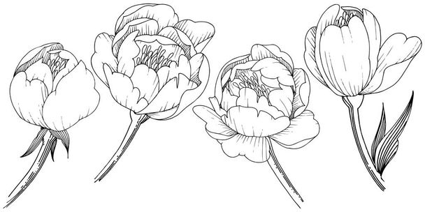Pivoine de fleurs sauvages dans un style vectoriel isolé. Nom complet de la plante : pivoine. Fleur vectorielle pour fond, texture, motif d'emballage, cadre ou bordure
. - Vecteur, image