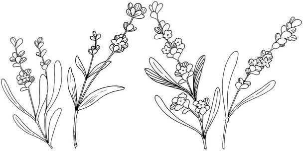 Flower lavender in a vector style isolated. Full name of the plant: lavender. Vector flower for background, texture, wrapper pattern, frame or border. - Vetor, Imagem