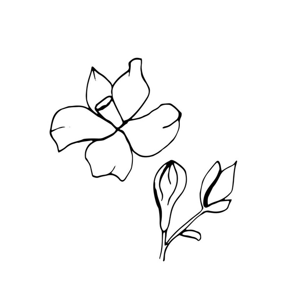 Graphic sketches branches Neroli. Illustration for greeting cards and other printing and web projects - Vector, Image