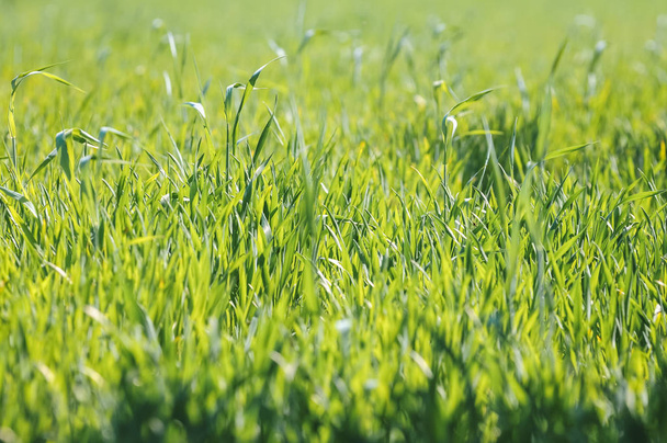 Close up on a spring rye field in Masovian Voivodeship of Poland - Foto, Imagen