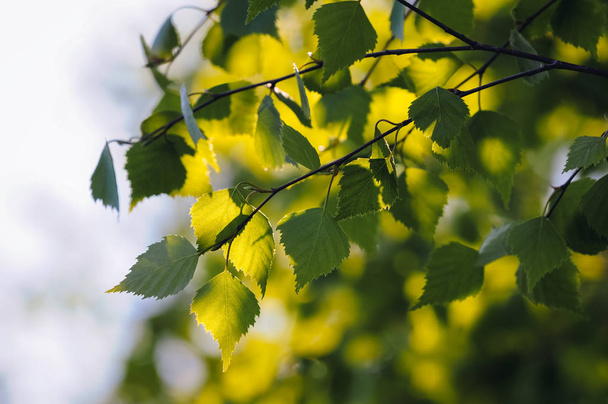 Közelről egy zöld brich fa levelei - Fotó, kép