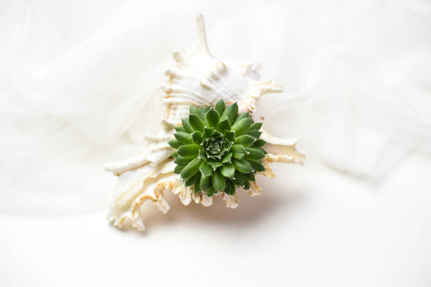 Tiny succulent in a seashell - Фото, изображение