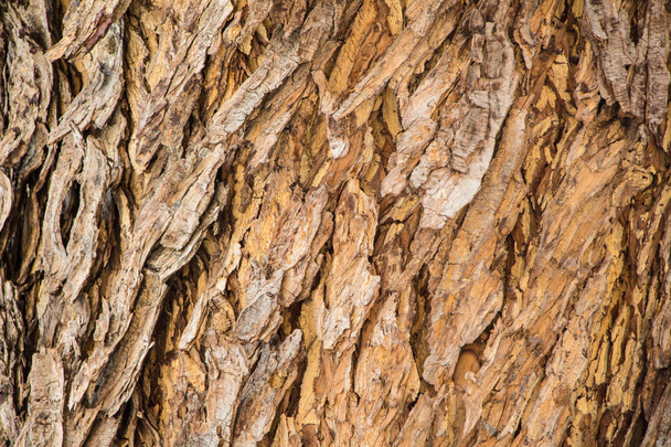 Tree trunk texture close up  - Fotó, kép