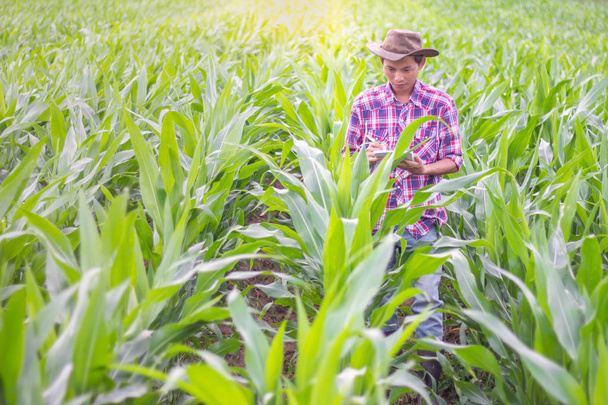 Die männlichen Bauern erforschen und dokumentieren das Wachstum von Mais auf dem Hof. landwirtschaftliches Konzept. - Foto, Bild