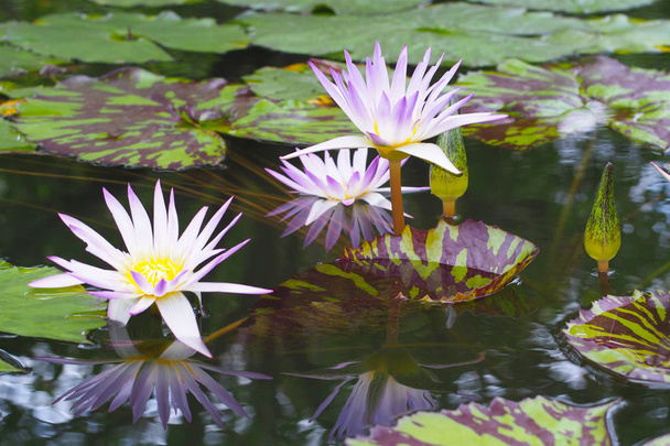 Красива фіолетова водяна лілія і зелене листя з відображенням у ставку
. - Фото, зображення
