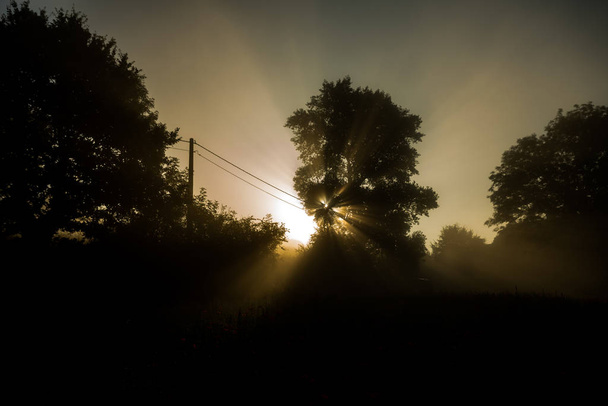 em uma manhã enevoada esta manhã o sol brilha através das árvores
 - Foto, Imagem