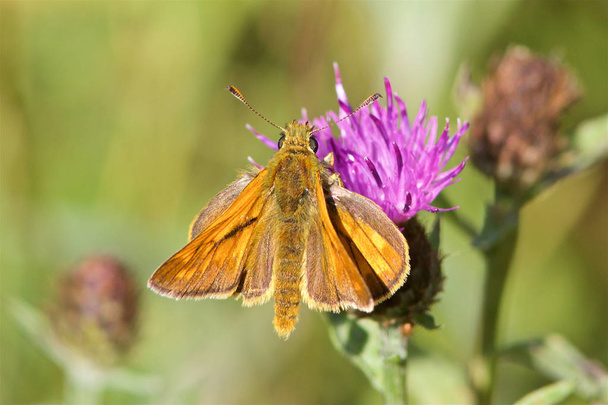 Μια πεταλούδα μεγάλη Skipper, sylvanus Ochlodes, τρέφονται με γαϊδουράγκαθο στον ήλιο το καλοκαίρι.  - Φωτογραφία, εικόνα