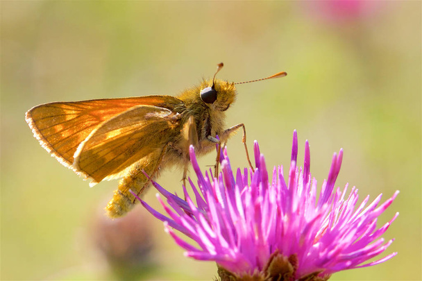 A Large Skipper butterfly,Ochlodes sylvanus, feeding on a thistle in the summer sunshine.  - Photo, Image