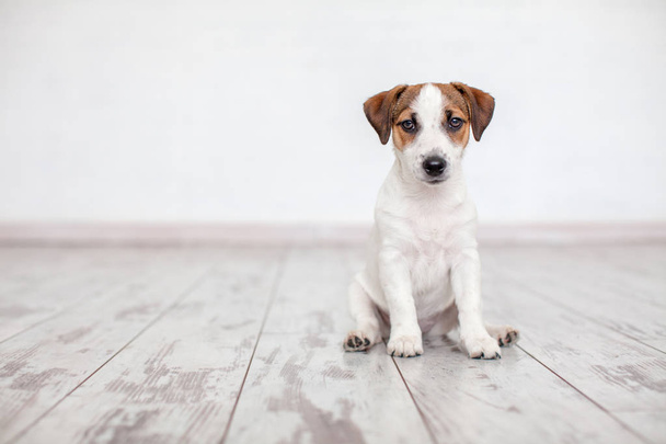 Dog sitting on wooden floor. Puppy jack russell terrier looking up - Fotoğraf, Görsel