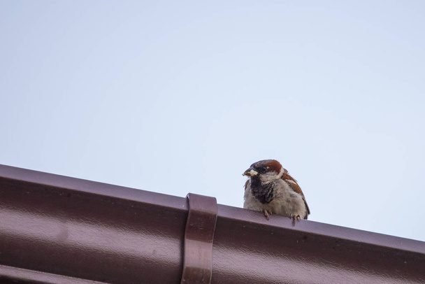 Város madár Veréb-tetőn, aktív és gyors - Fotó, kép