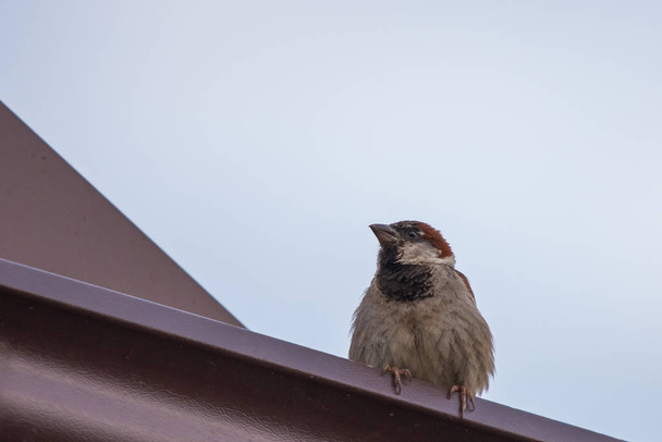 Város madár Veréb-tetőn, aktív és gyors - Fotó, kép