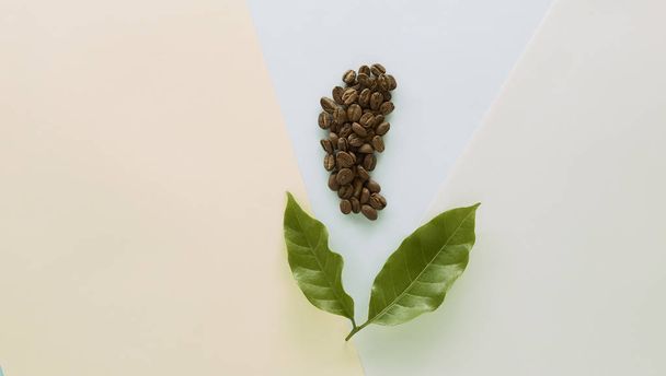 Coffee bean with Coffee leaf on Paper Blue,Yellow, green pastel color background, food flat lay, concept minimal background - Photo, Image