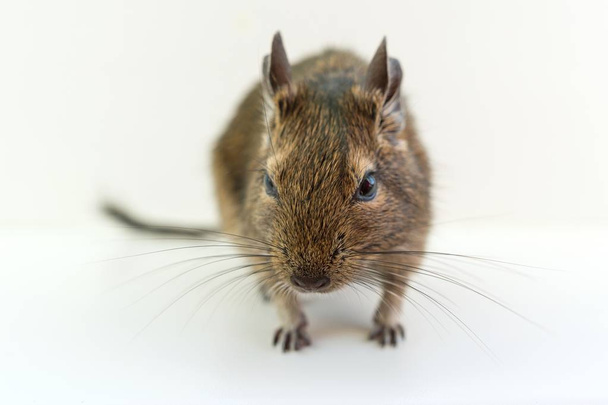 Close-up of chilean squirrel degu, on white background - Photo, Image