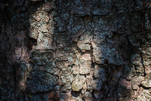 A wooden background and texture, the bark of an old tree, the sun shines on the bark of a tree. - Photo, Image