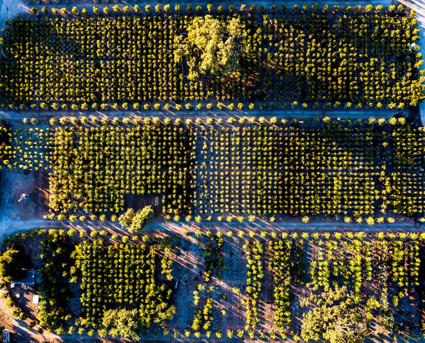 Sady owocowe w północnej Kalifornii - Zdjęcie, obraz