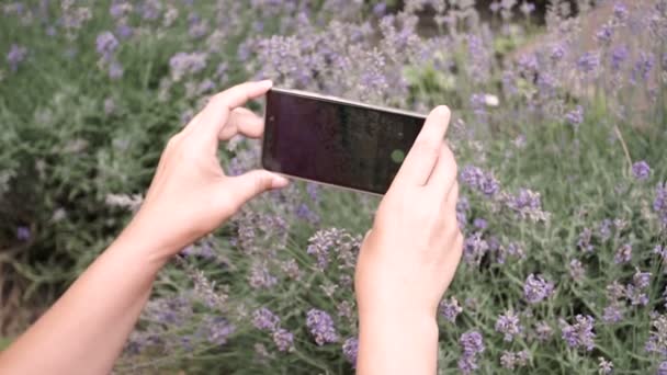 Frau fotografiert Lavendel mit dem Smartphone. Nahaufnahme. - Filmmaterial, Video