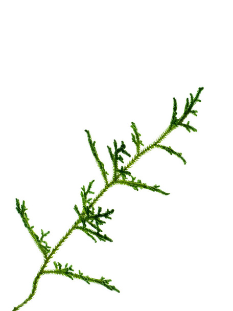 Close up of Creeping Club Moss. (Scientific name - Lycopodium clavatum Linn) on white background. - Photo, image