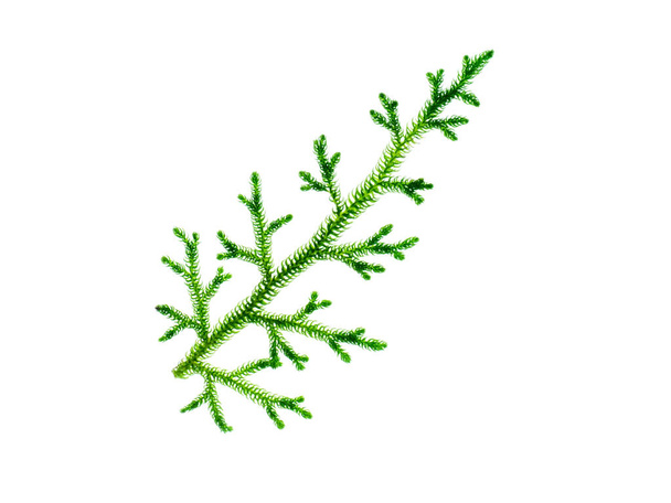 Close up of Creeping Club Moss. (Scientific name - Lycopodium clavatum Linn) on white background. - Foto, afbeelding