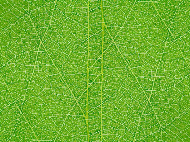 Close up surface of leaf background. - Photo, Image