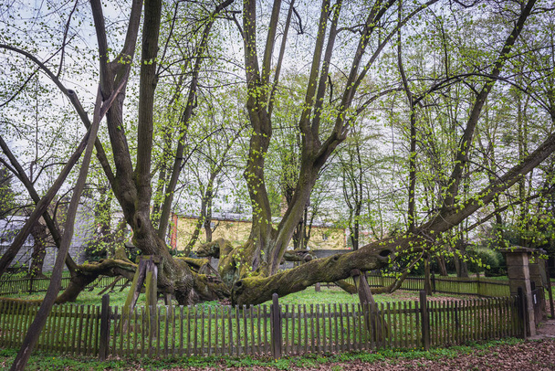 900 років вапна дерево в садах Bzenec замку, у Моравії Чехії - Фото, зображення